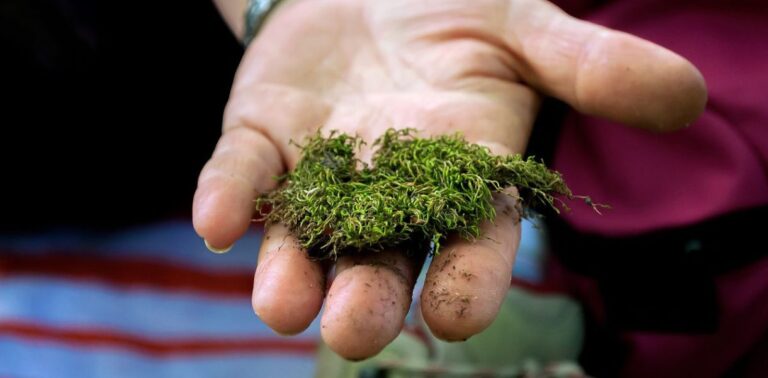 Moss From The Lawn