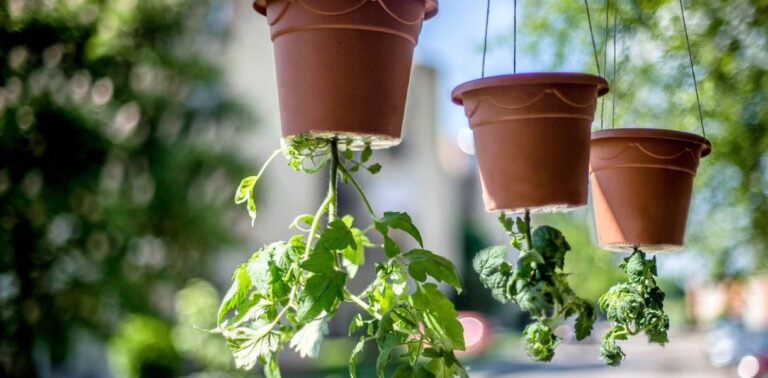 tomato cultivation