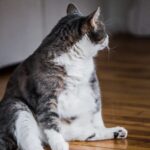 Cat Have A Saggy Belly