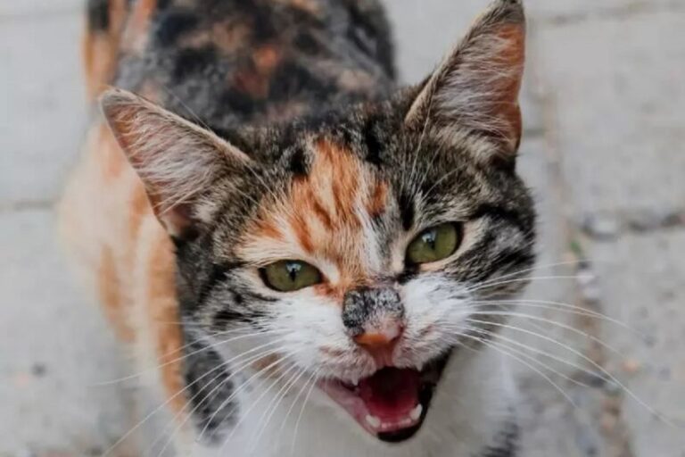 The 5 Personality Types That Cats Can Have Do You Recognize Yours