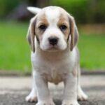 Dog Breeds Friendliest