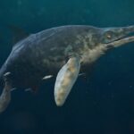 Giant Marine Reptile