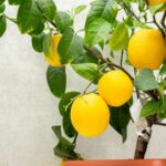 Potted Lemon Tree