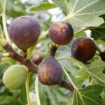 Pruning A Fig Tree In Spring