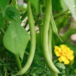 Successfully Grow Green Beans