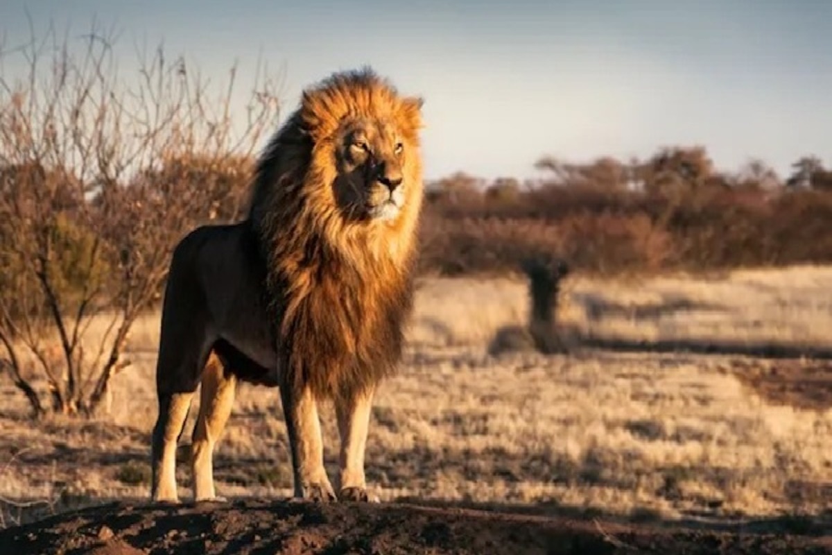 safari ranger lion