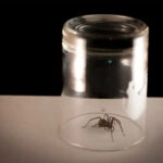 A Spider Outside