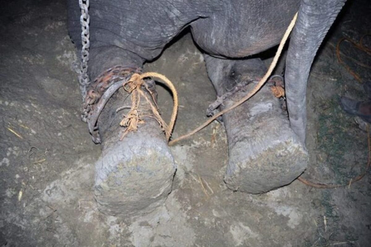 An Elephant Cries When Finally Rescued After More Than 50 Years Chained