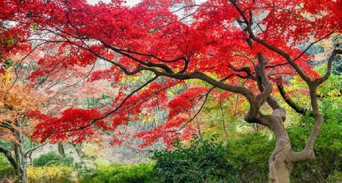 7 Magnificent Trees To Plant In Your Garden