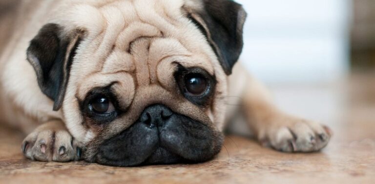 Pug