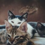 have 2 cats