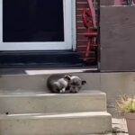 Family finds a random puppy on their porch