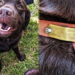 Feed A Stray Dog