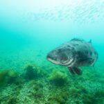 Rare Ribbon Fish Captured