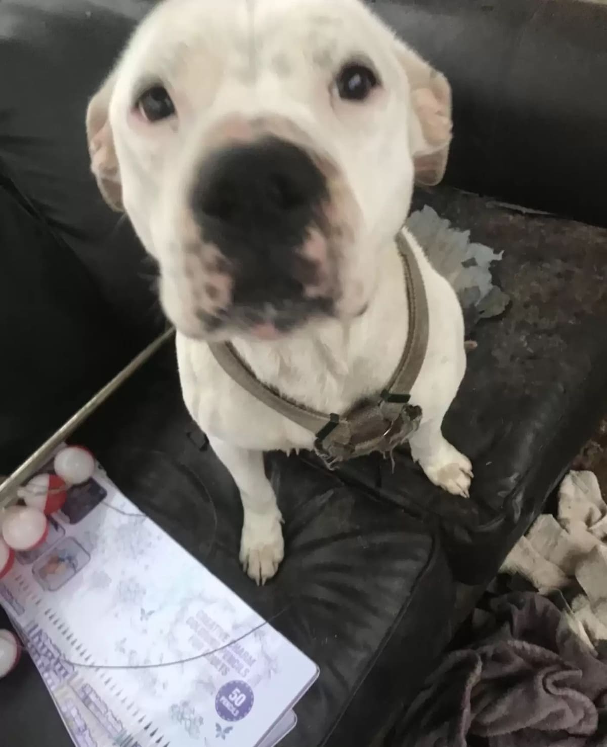 Woman spots an abandoned dog waiting in the rain for its family to return