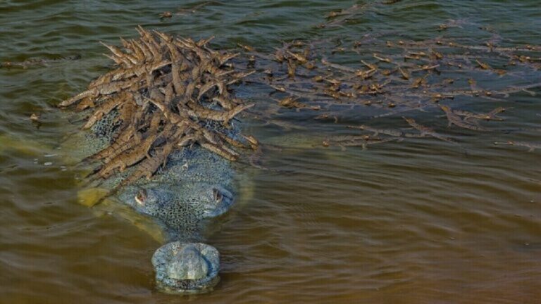 The Picture Of 100 Baby Crocodiles