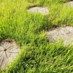 Methods to Eliminate Tree Stumps