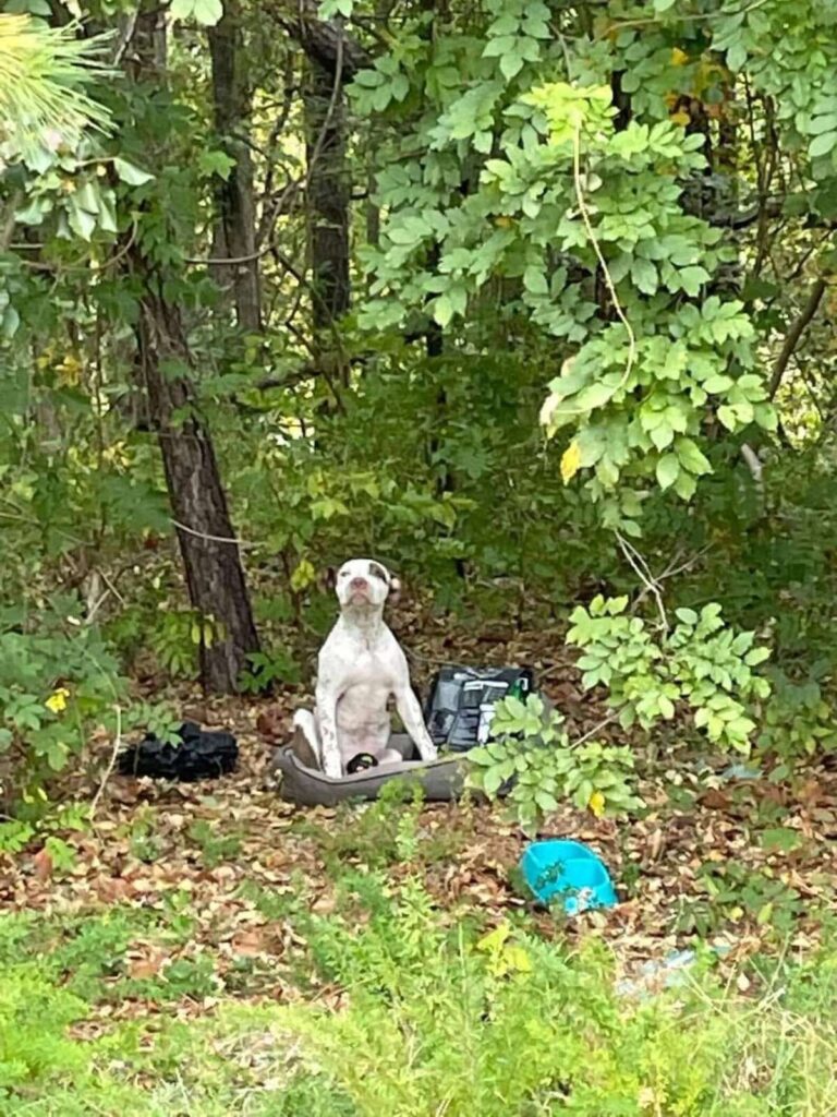 Puppy Left In Woods