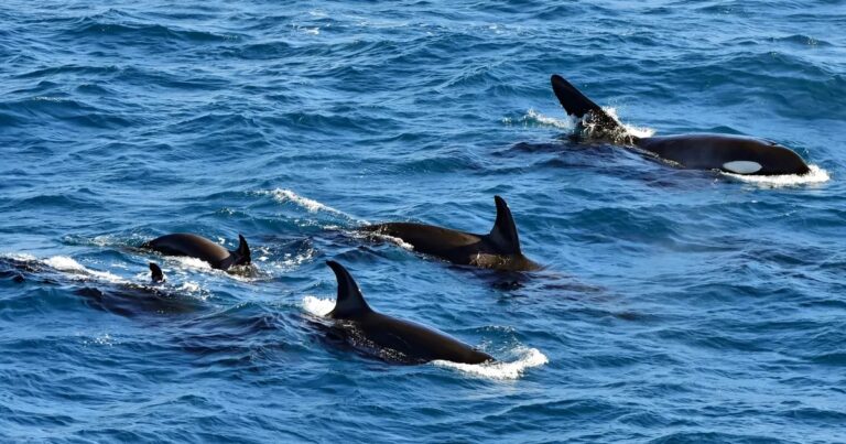 orcas carry dead salmon