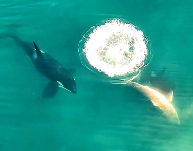 orcas