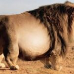 A Giant Lion