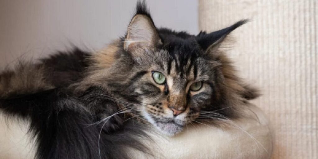 A Maine Coon