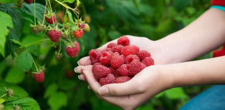 Best Support Your Raspberry Bushes