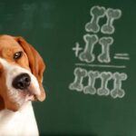 Most Intelligent Dog Breeds