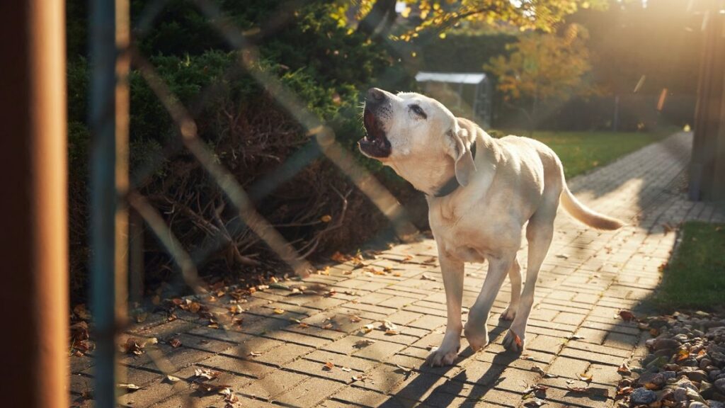 a Canine Behaviorist’s Perspective