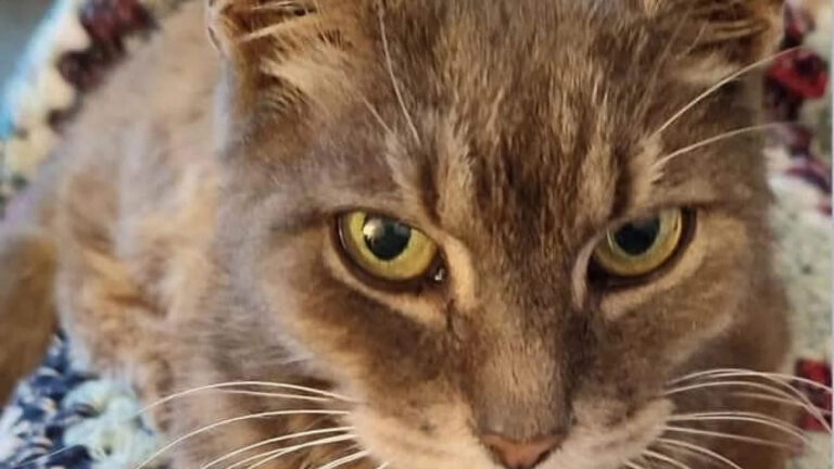 10 years after losing his cat