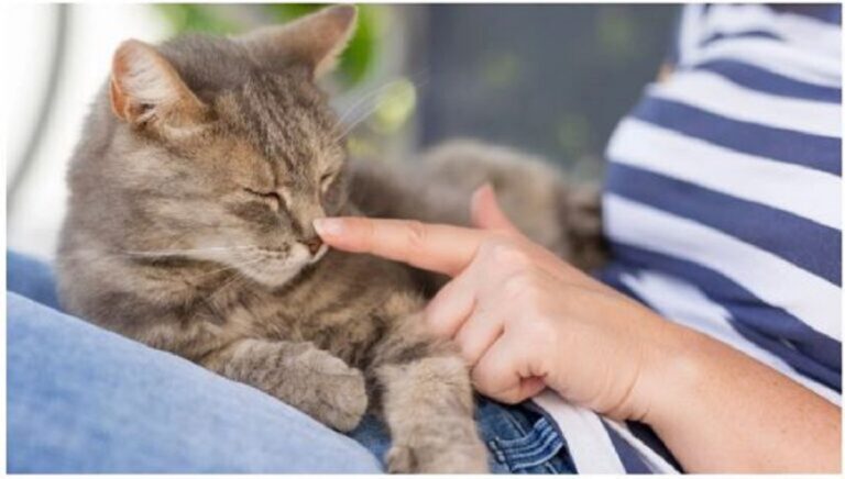 Do Cats Really Forget Their Owners