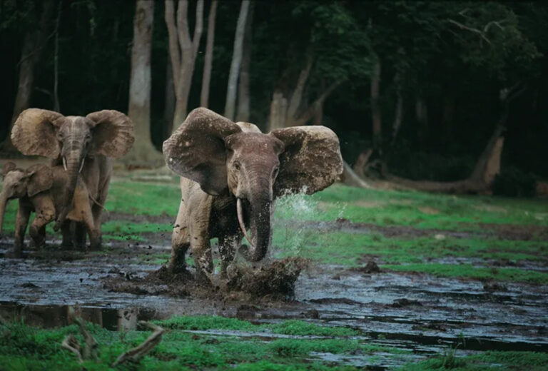 Elephant’s Cry for Help