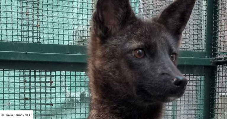 Hybrid Animal in Brazil