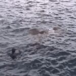 Marines leap overboard