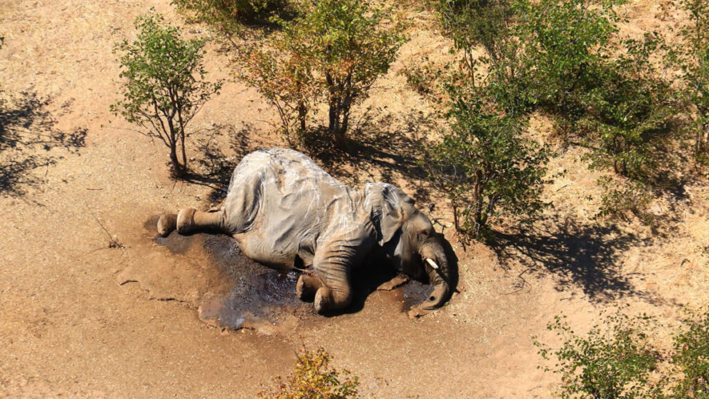 Mass elephant deaths