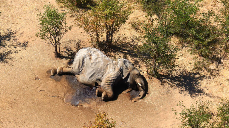 Mass elephant deaths