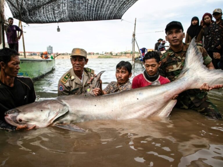 Six rare giant catfish surface in Cambodia