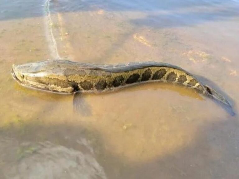 Snake-Headed Fish