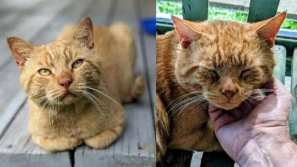 Stray Cat Travels 5 Miles