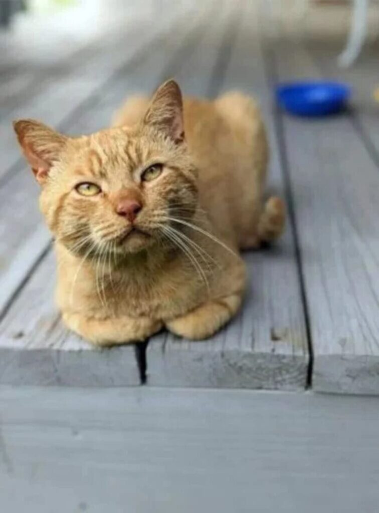 Stray Cat Travels 5 Miles