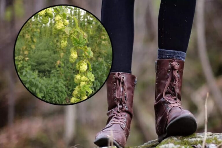 They grow wild and are worth €1,000