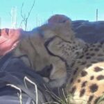 Wildlife Photographer Wakes Up to a Sleeping Cheetah Under a Tree