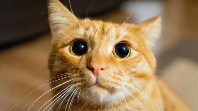 ginger cats “crazy”