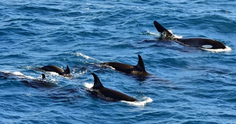 orcas swim around with a dead salmon
