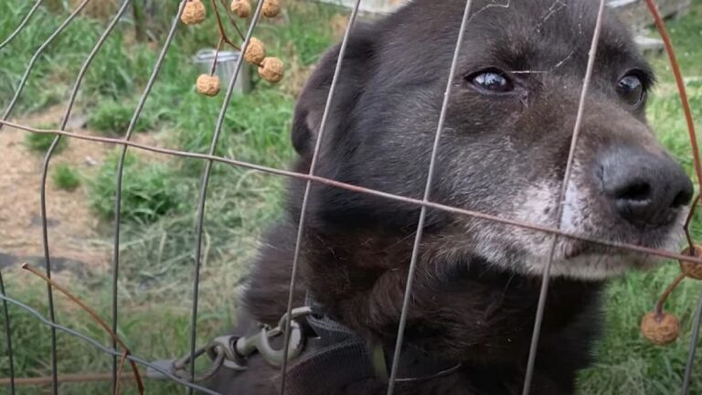 senior dog finally gets the life he deserves