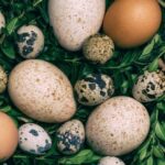 turkey eggs