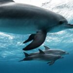 Dolphin moms