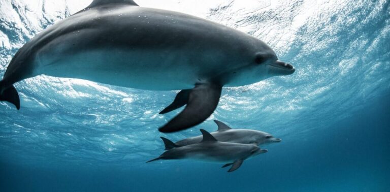 Dolphin moms