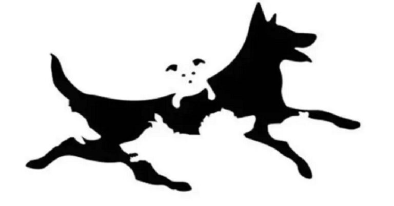 How many dogs do you see