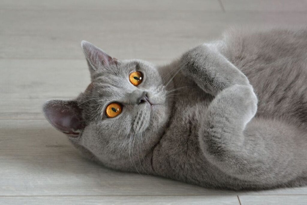 British Shorthair